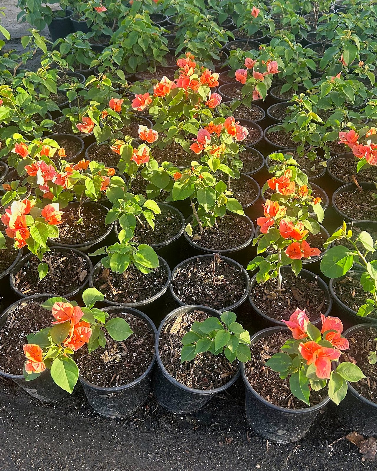 Bougainvillea 'Rosenka'