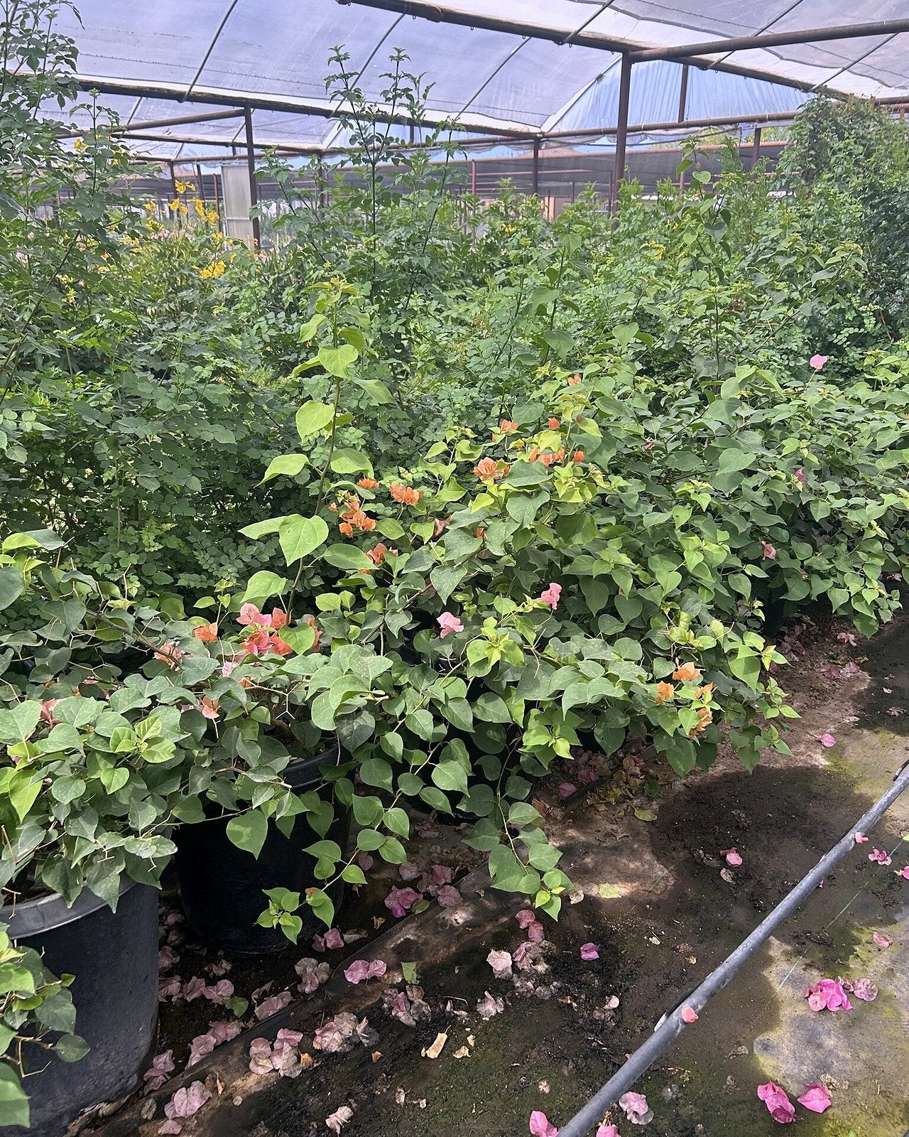 Bougainvillea 'Rosenka'
