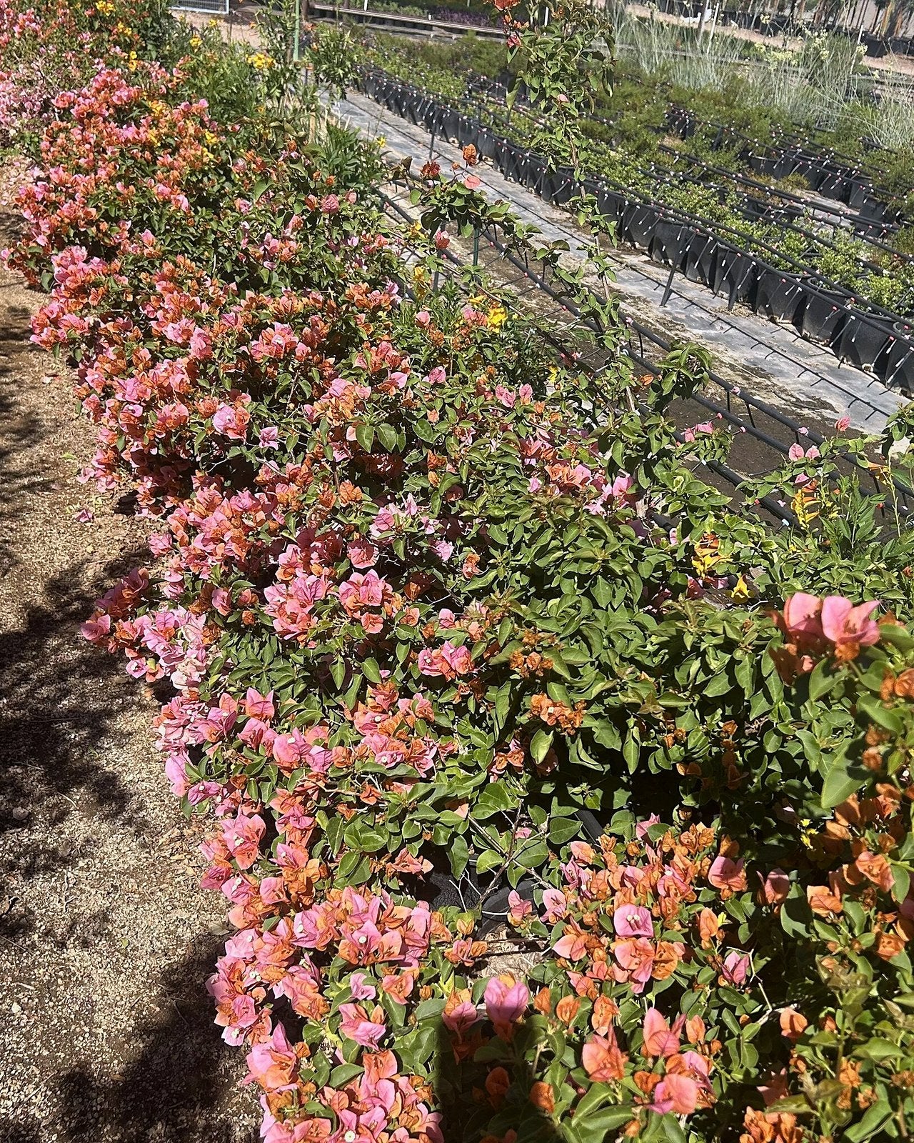 Bougainvillea 'Rosenka'