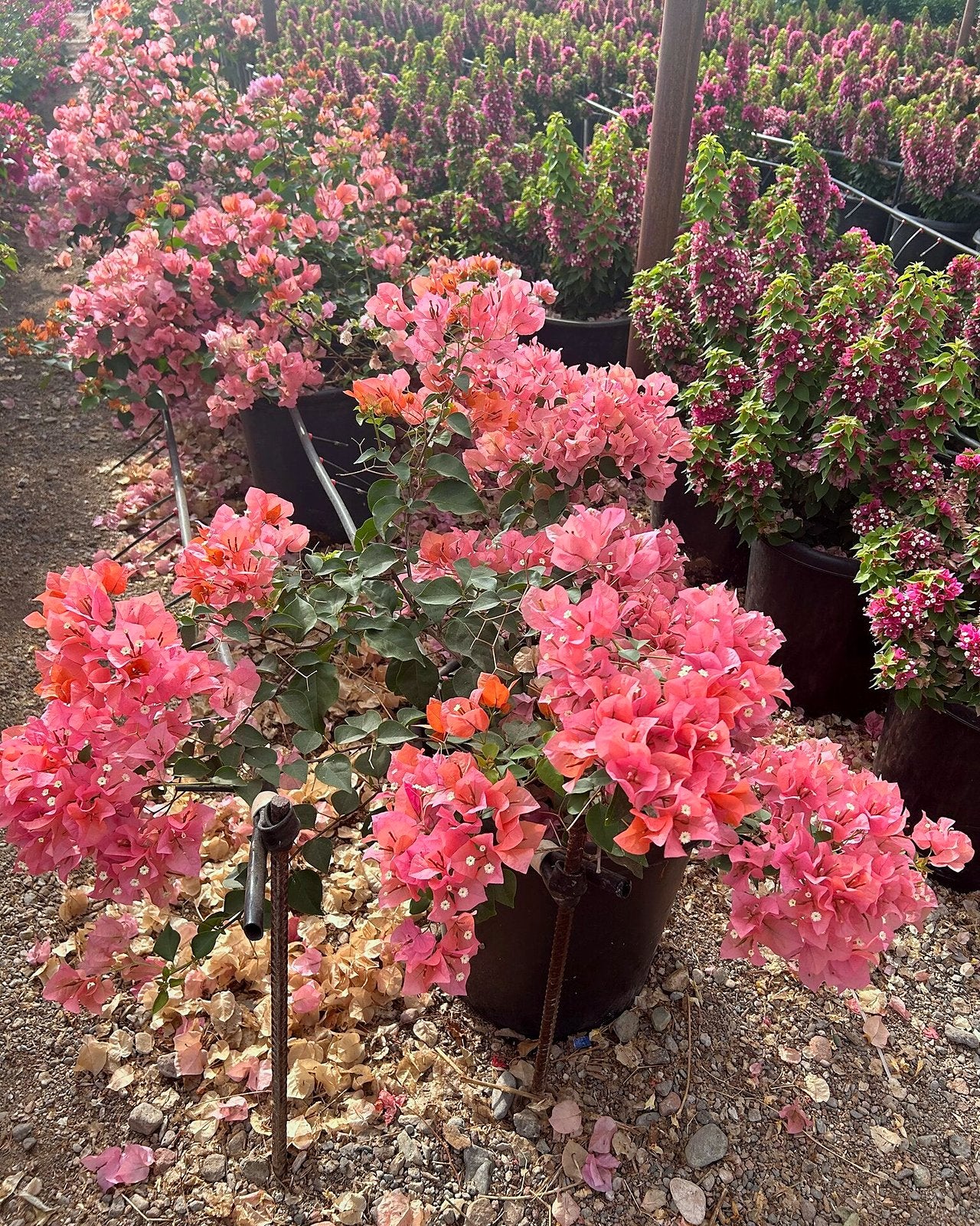 Bougainvillea 'Rosenka'