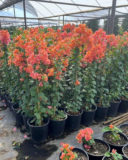 Bougainvillea 'Rosenka'-Staked