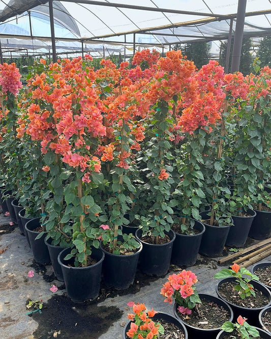 Bougainvillea 'Rosenka'-Staked
