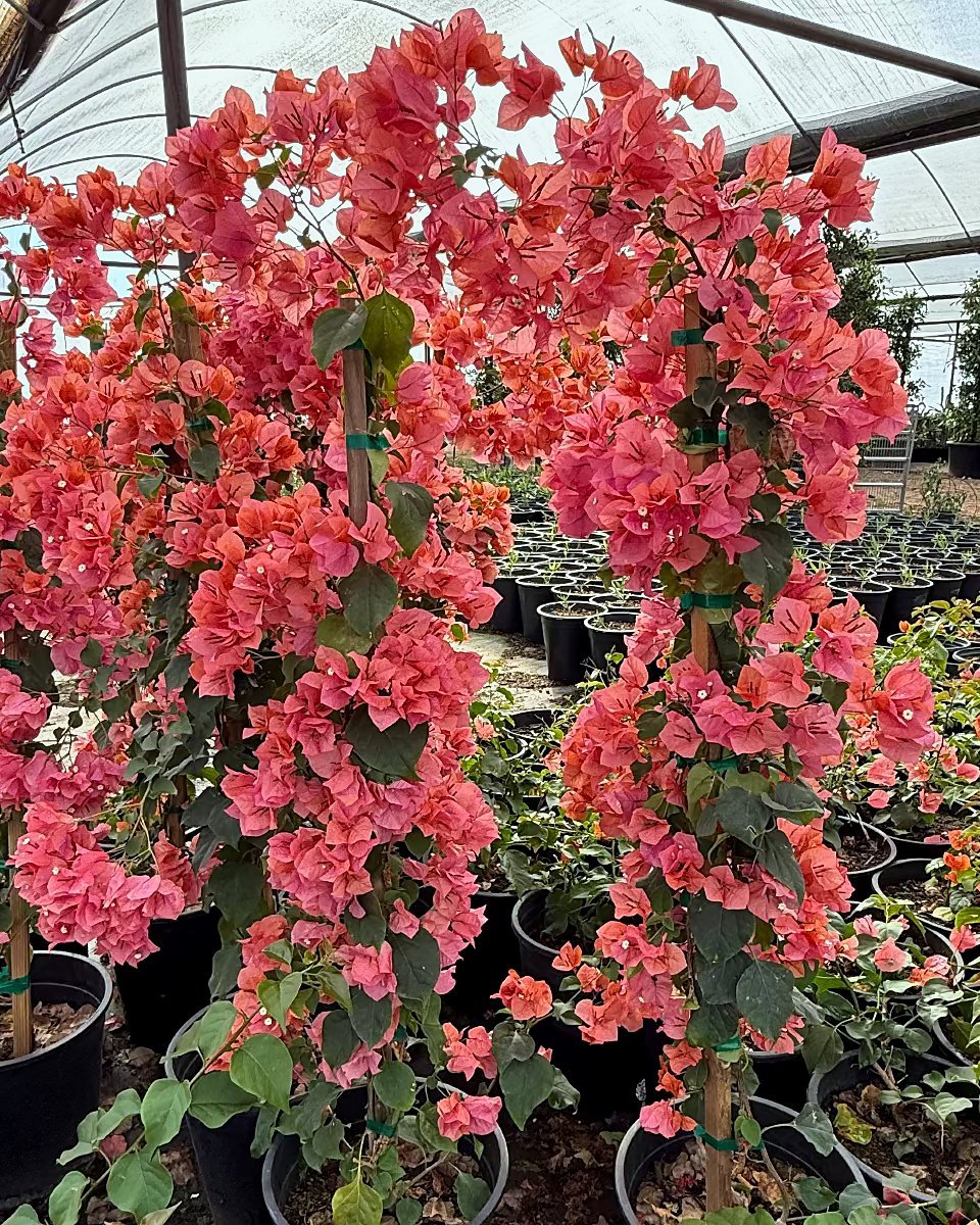 Bougainvillea 'Rosenka'-Staked