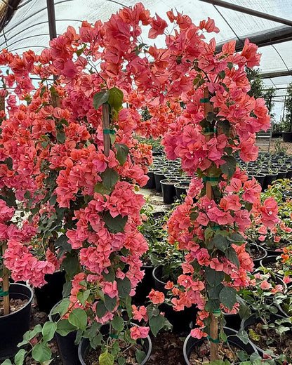 Bougainvillea 'Rosenka'-Staked