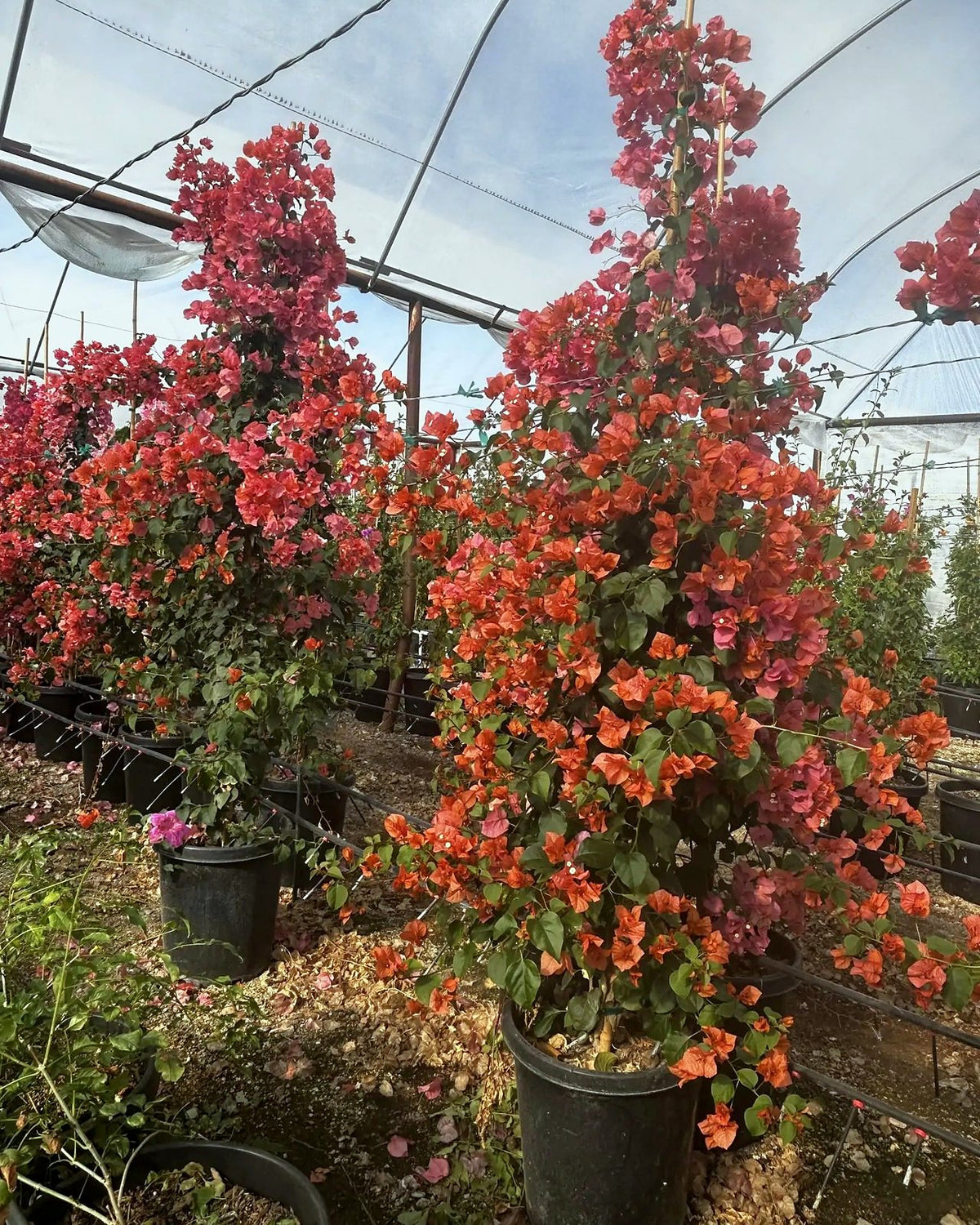 Bougainvillea 'Rosenka'-Staked