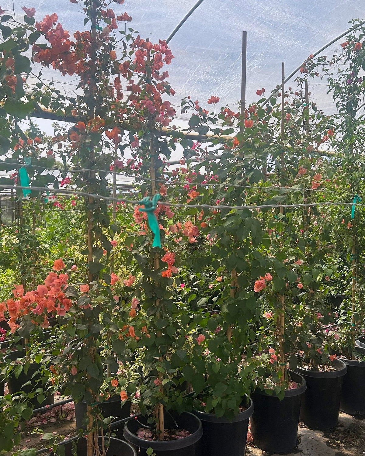 Bougainvillea 'Rosenka'-Staked