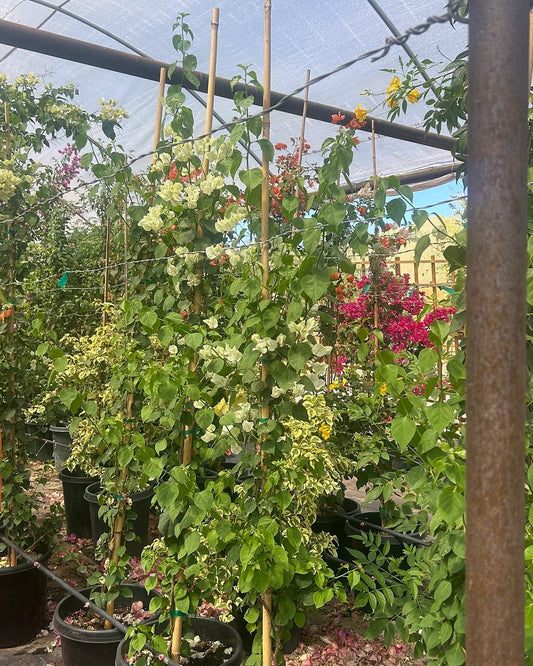Bougainvillea White-Staked