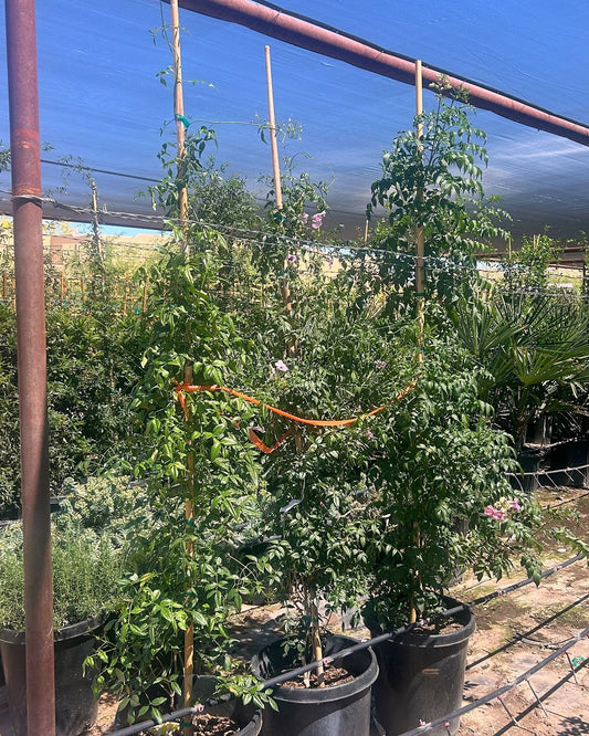Bower Vine