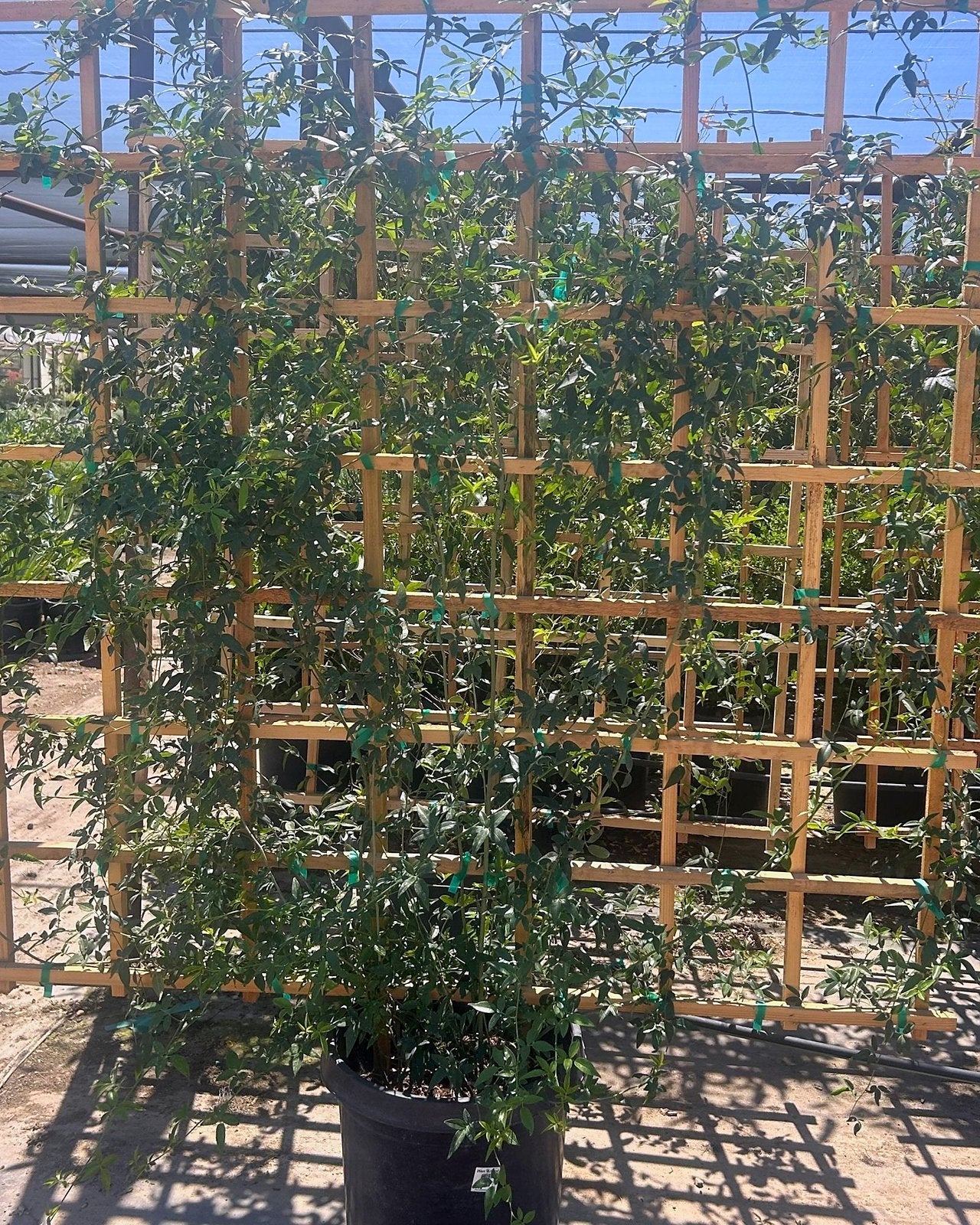 Bower Vine Espalier