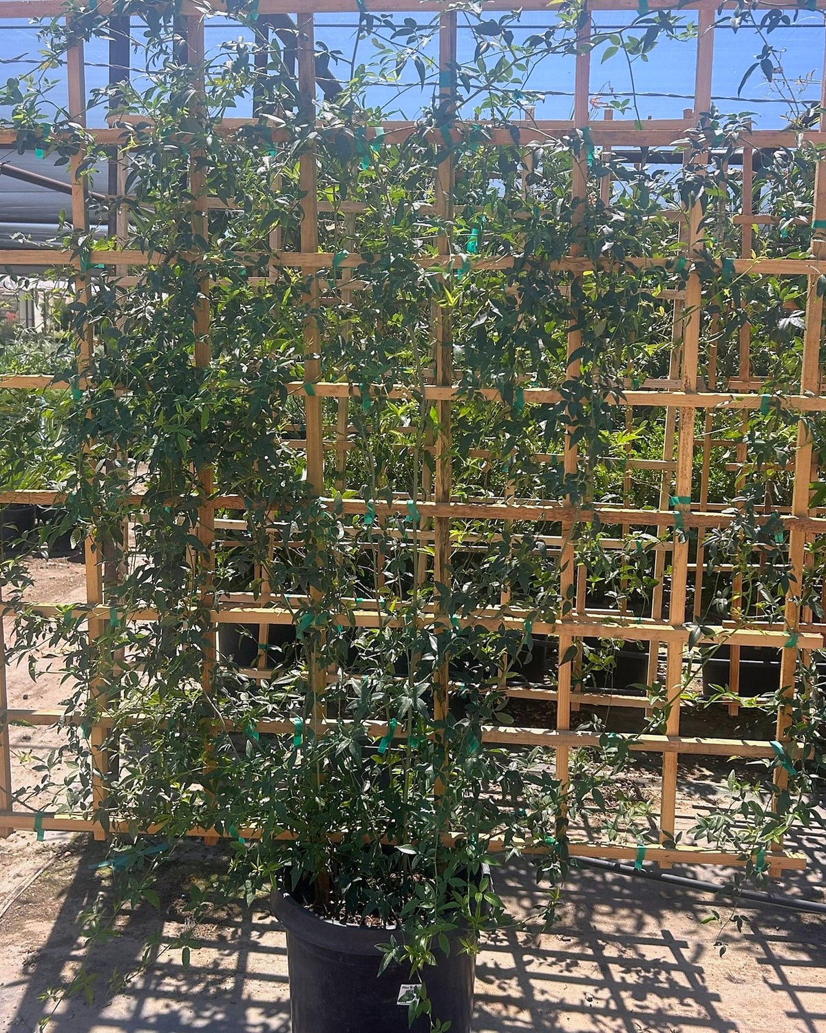 Bower Vine Espalier