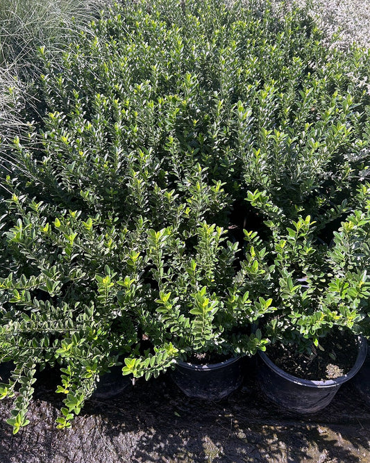 Boxleaf Euonymus