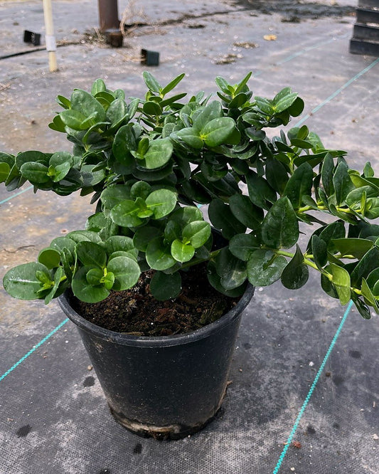 Boxwood Beauty