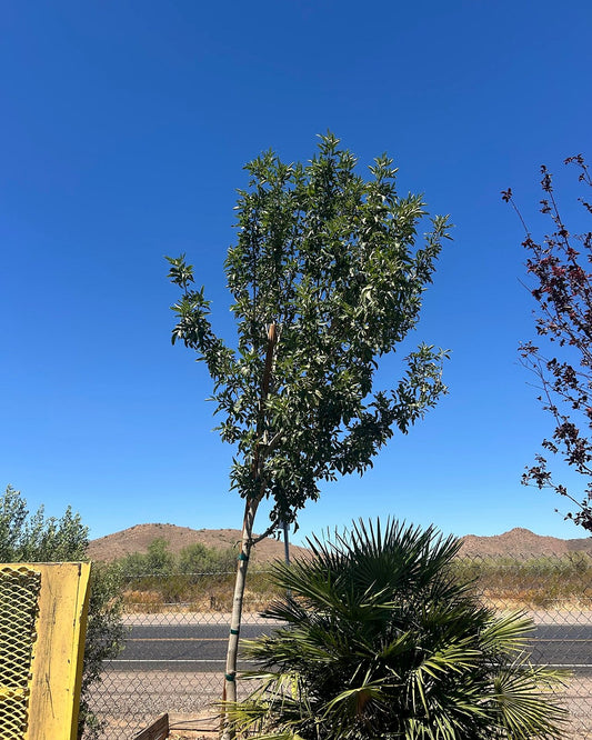 Bradford Pear