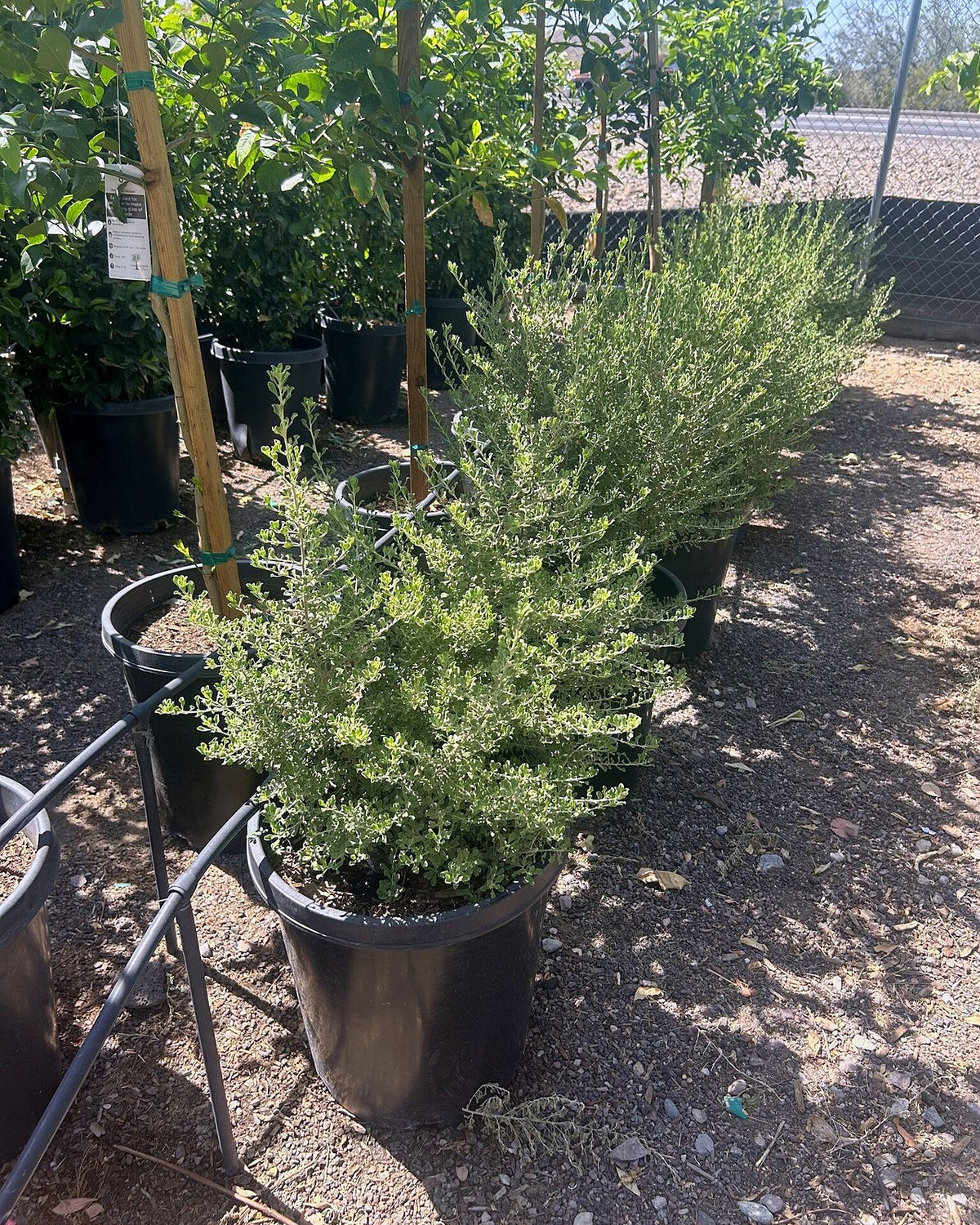 Rio Bravo Sage