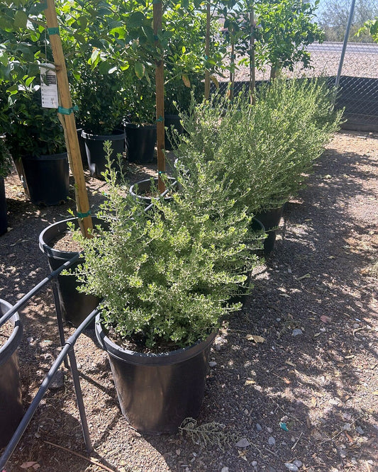 Rio Bravo Sage