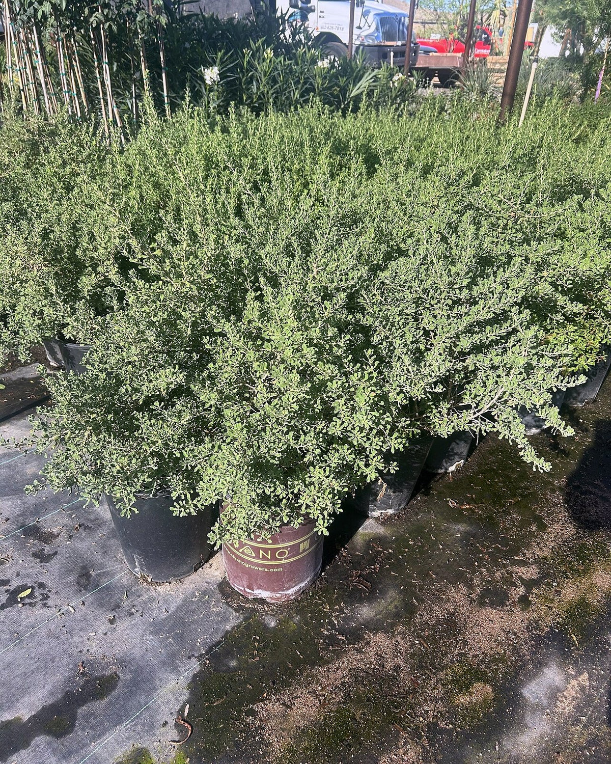 Rio Bravo Sage