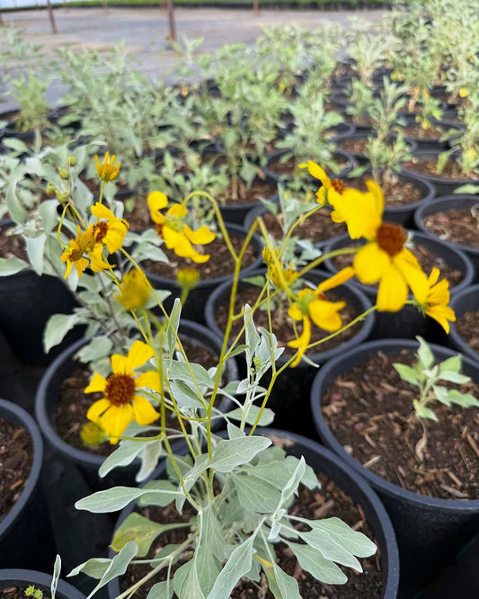 Brittlebush