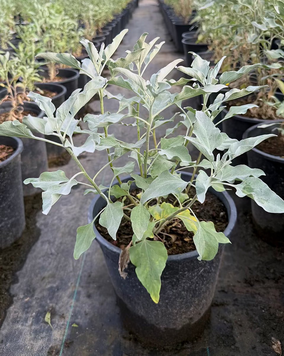Brittlebush