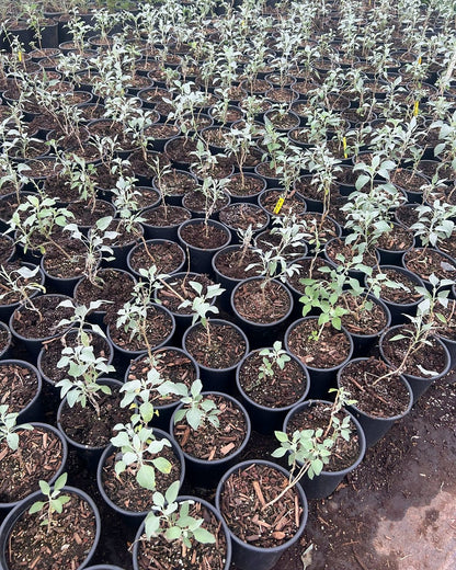 Brittlebush