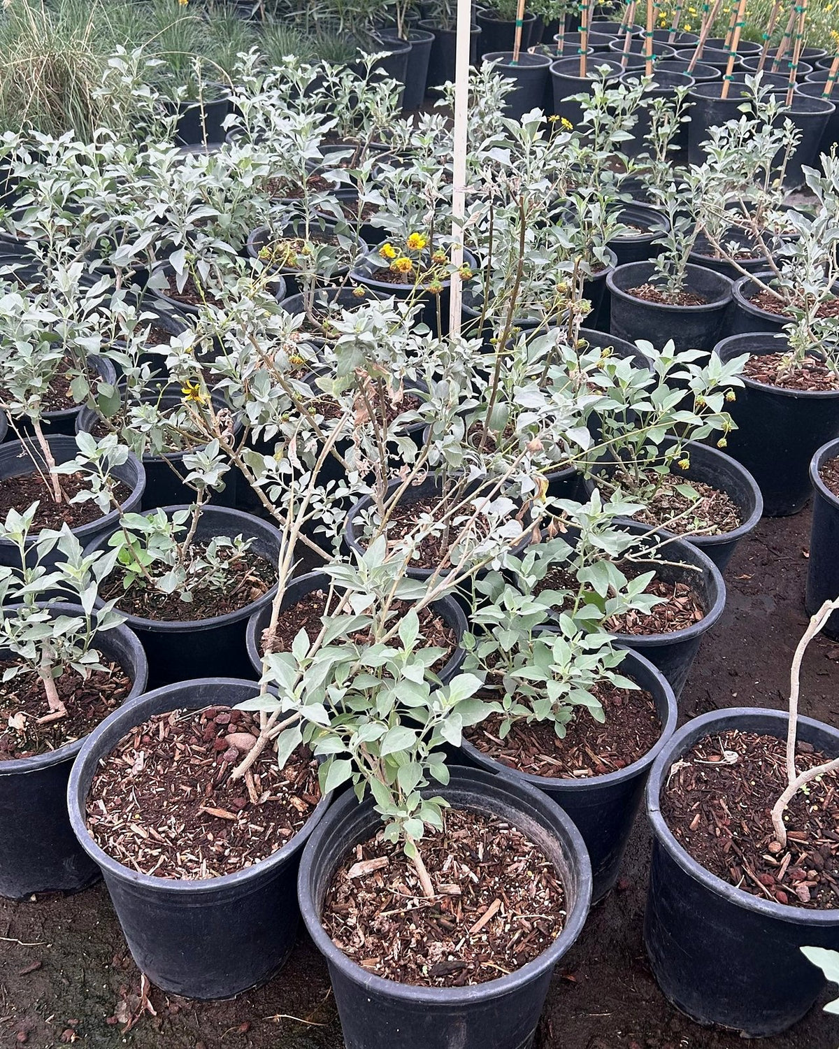 Brittlebush
