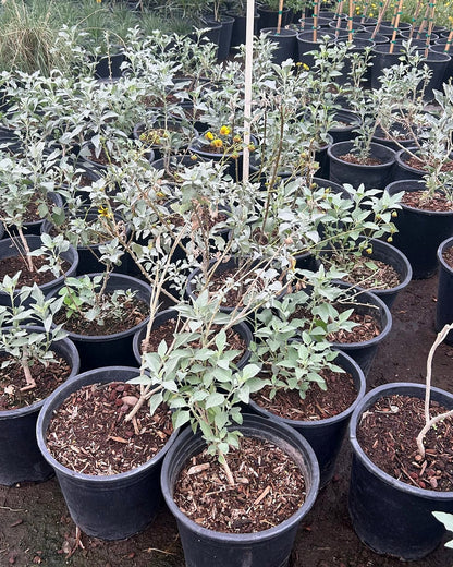 Brittlebush