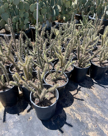 Buckhorn Cholla