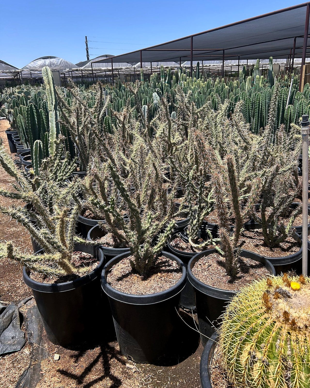 Buckhorn Cholla