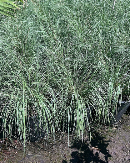 Bull Grass