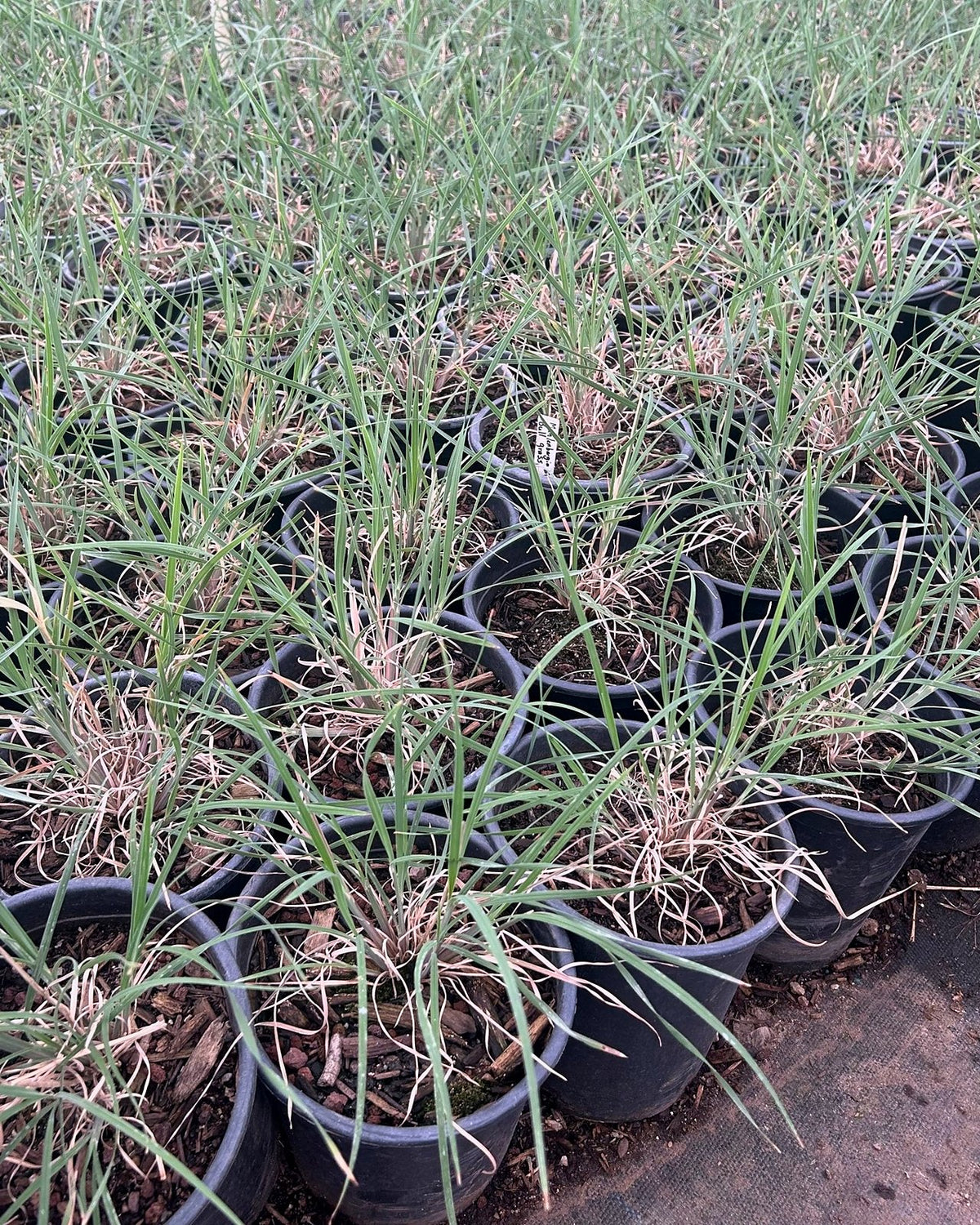 Bull Grass