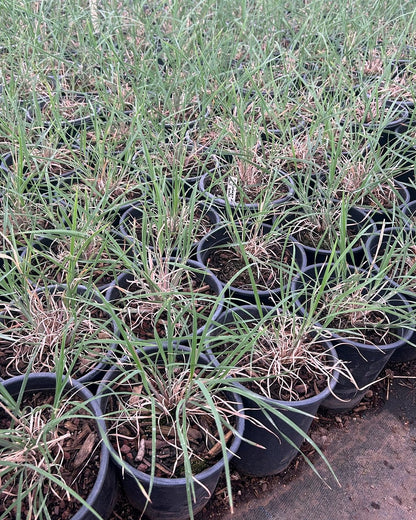 Bull Grass