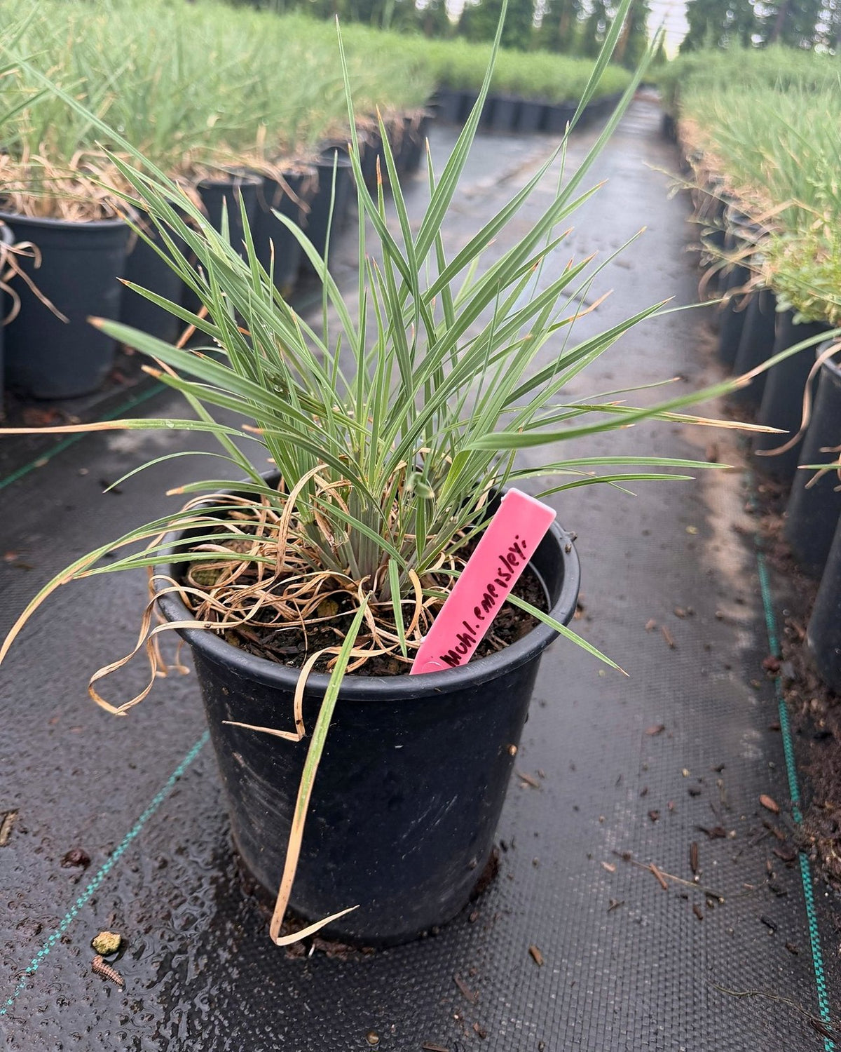 Bull Grass