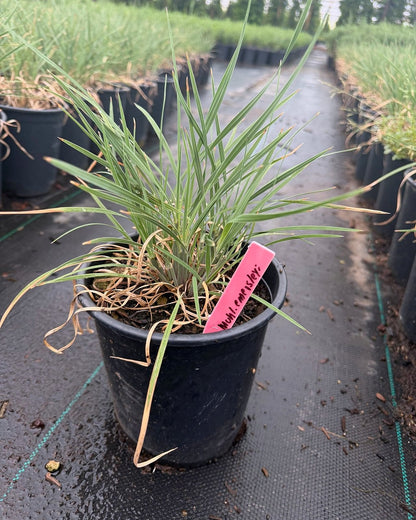 Bull Grass