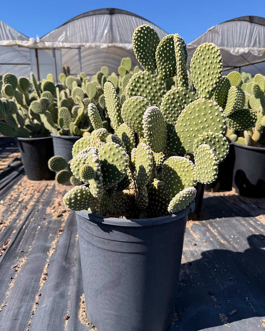 White Dot Prickly Pear