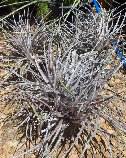 Burgundy Ice Dyckia