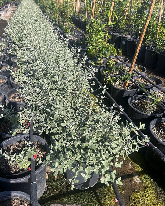 Bush Germander