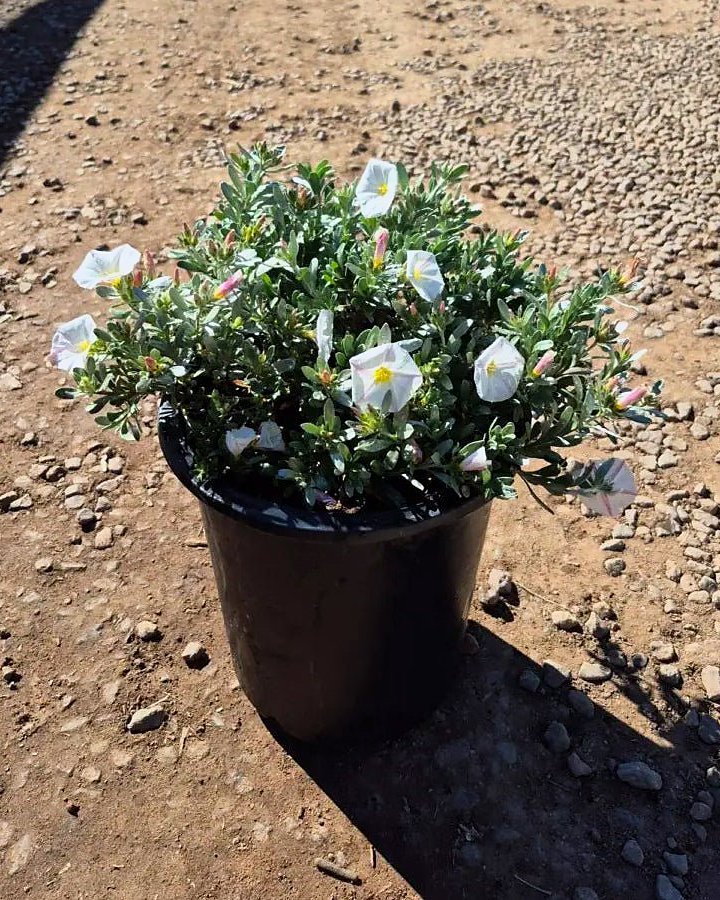 Bush Morning Glory