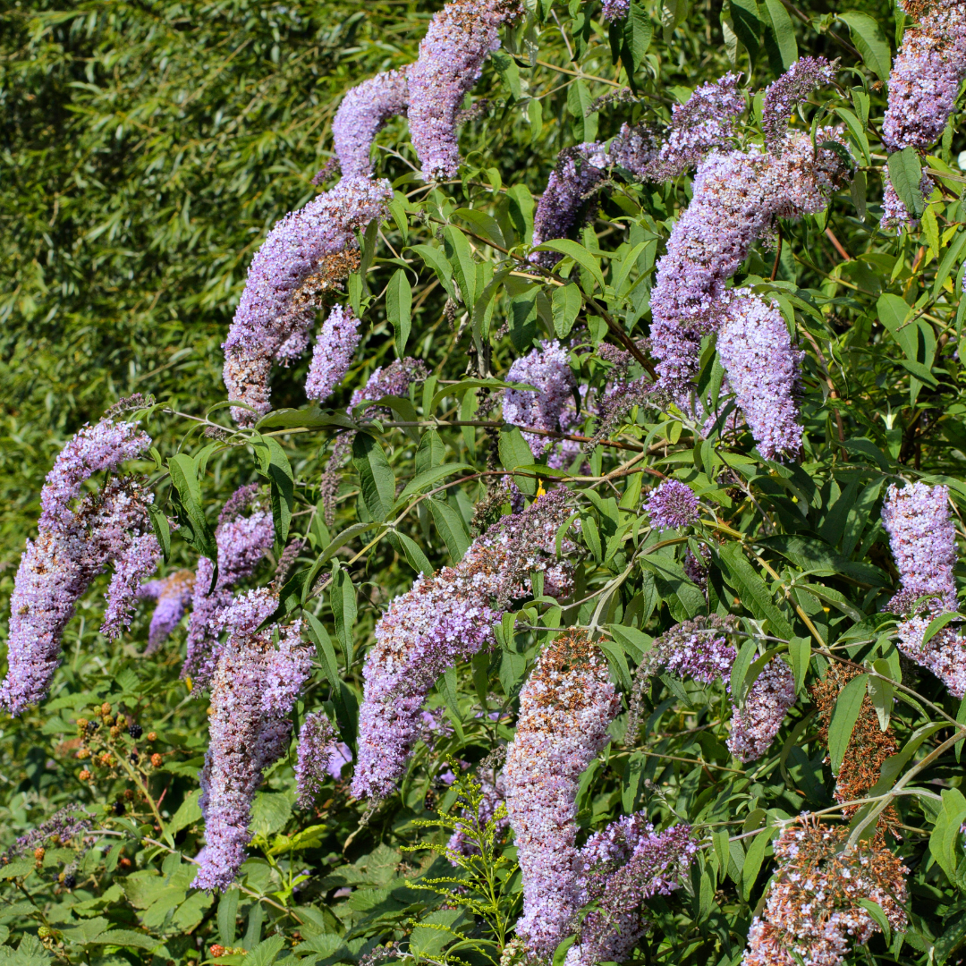 Butterfly Bush