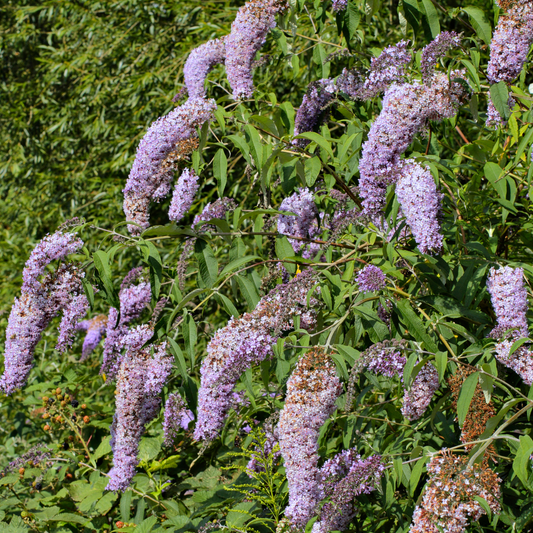 Butterfly Bush