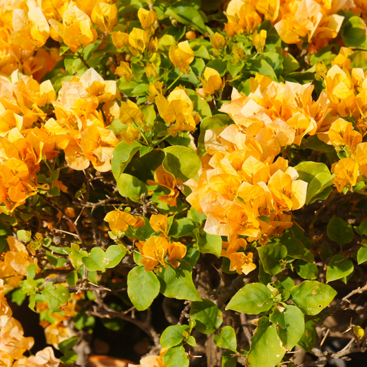 California Gold Bougainvillea