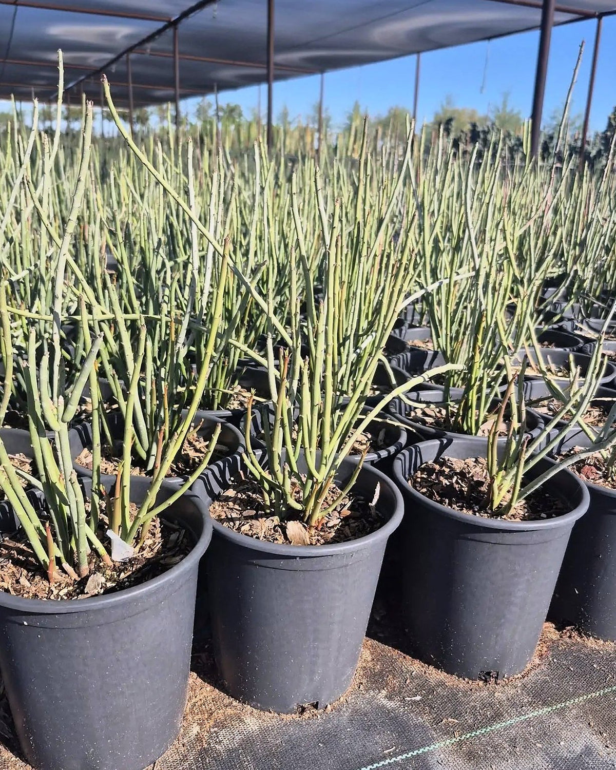 Candelilla