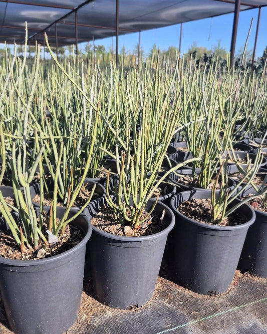 Candelilla