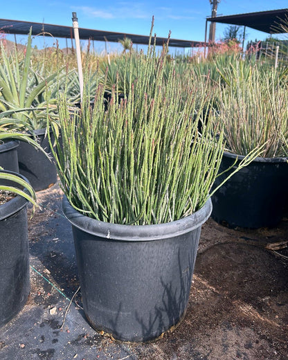 Candelilla