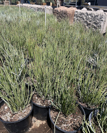 Candelilla