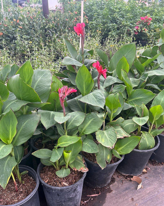 Canna Lily - Red