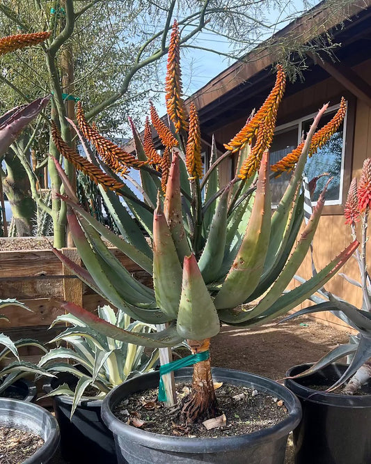 Cape Aloe