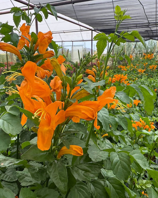 Cape Honeysuckle