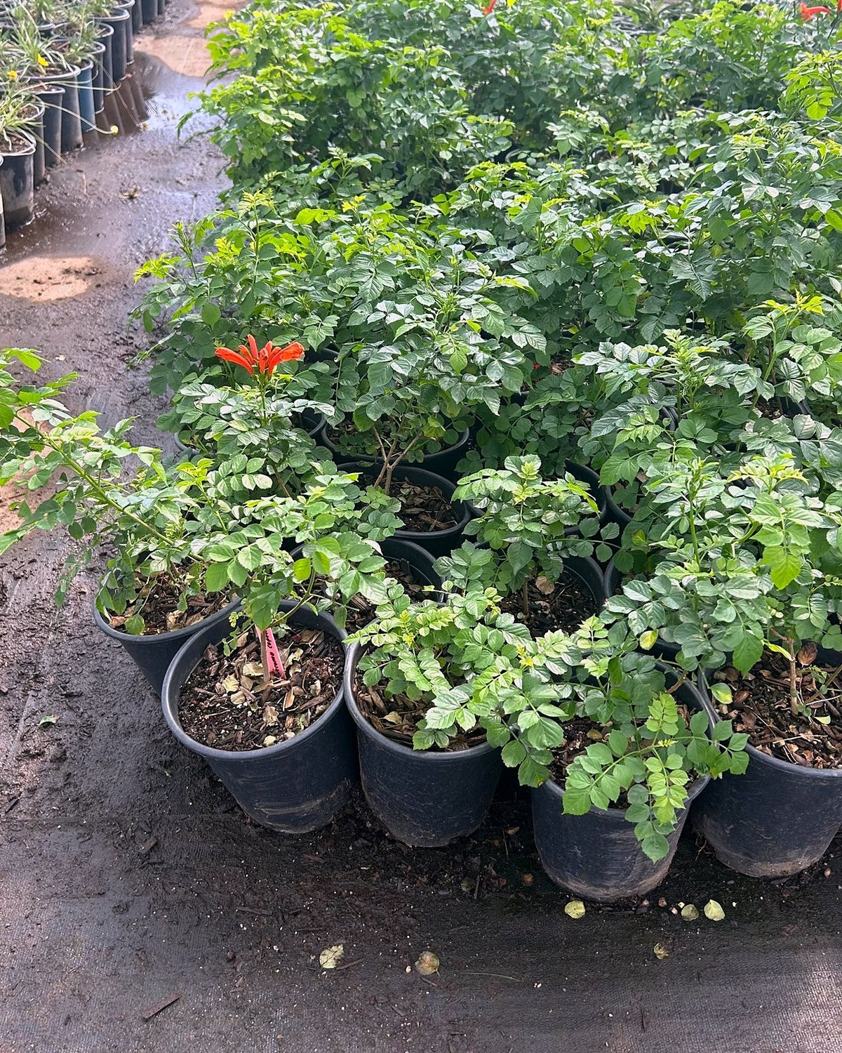 Cape Honeysuckle