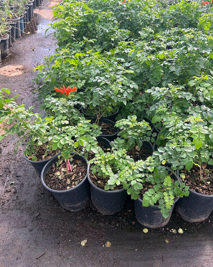 Cape Honeysuckle