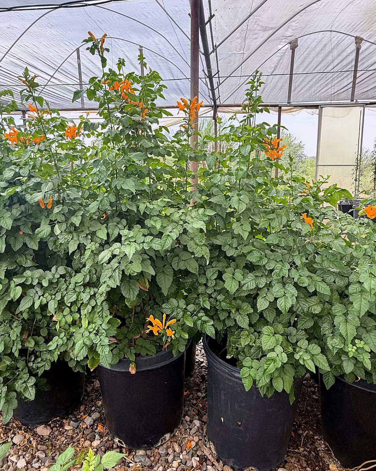 Cape Honeysuckle