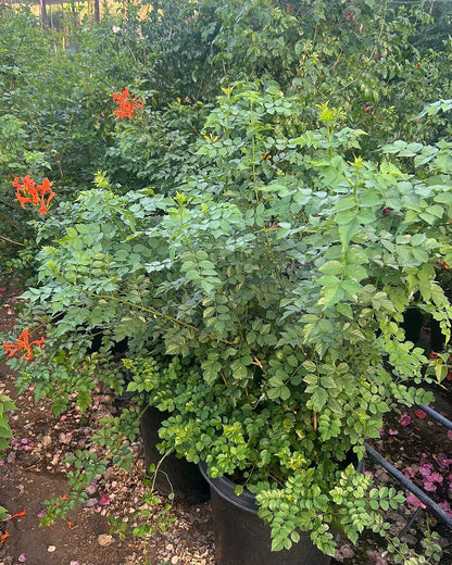Cape Honeysuckle